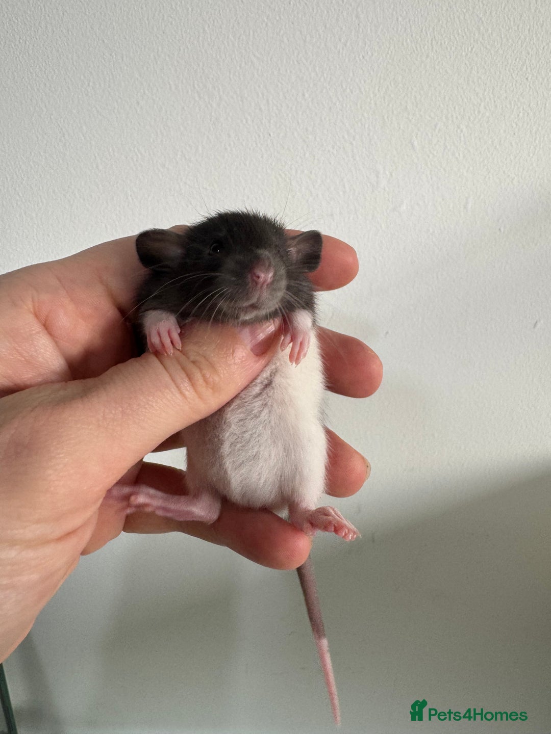 Rat rodents for sale: Baby rats boys and girls  - Advert 1