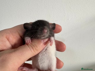 Rat rodents Baby rats boys and girls - Advert 1