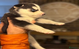 Siberian Husky dogs for sale: Siberian husky puppy’s for sale  - Image 9