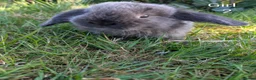 Mini Lop rabbits for sale: Pure Bred Mini Lops - Advert 11
