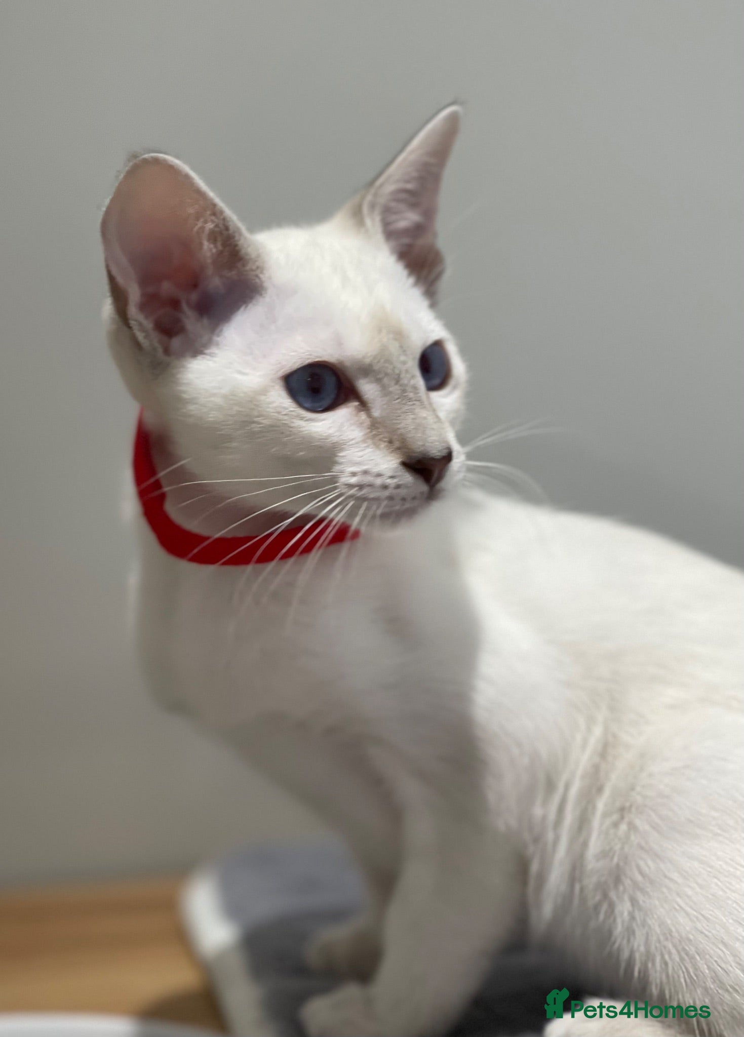 Siamese cats GCCF Registered Traditional Siamese Kittens.  - Advert 2