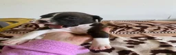Mixed Breed dogs for sale: Amazing American Staffordshire pups for sell in Woodford Green - Advert 14