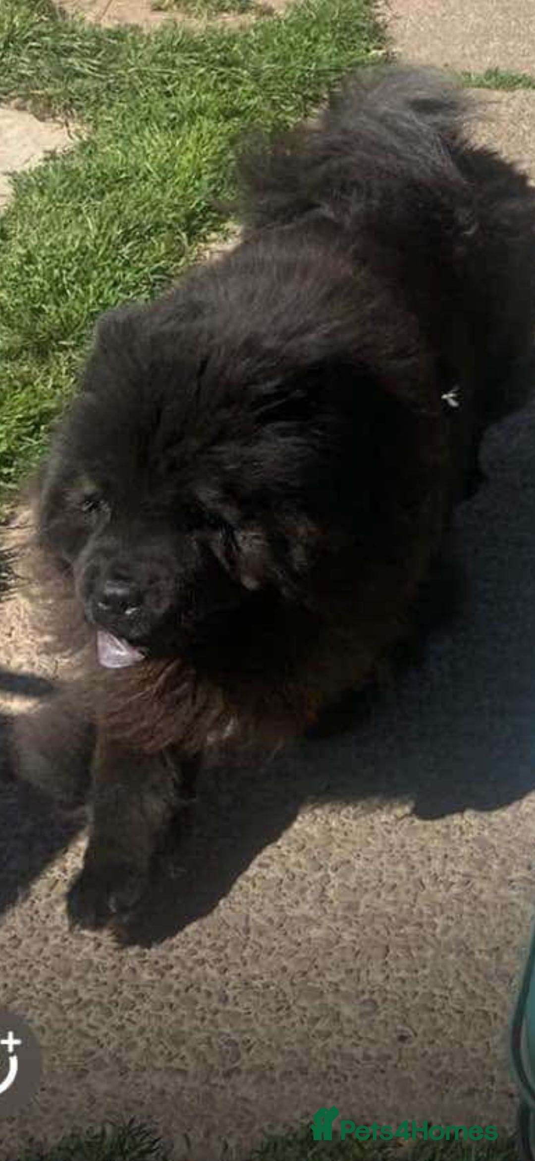 Chow Chow dogs for sale: Chow chow bitch  - Image 6