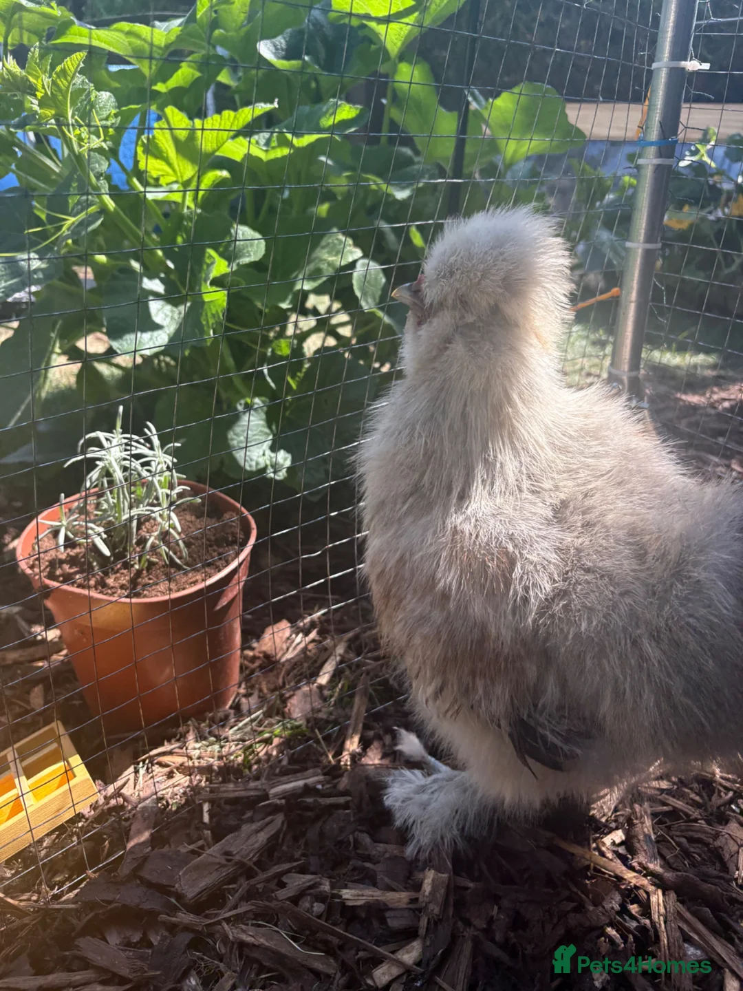 Chickens poultry for sale: FREE – USA Grey Silkie Cockerel - Advert 1