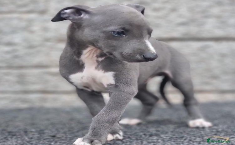 Whippet dogs - Advert 1