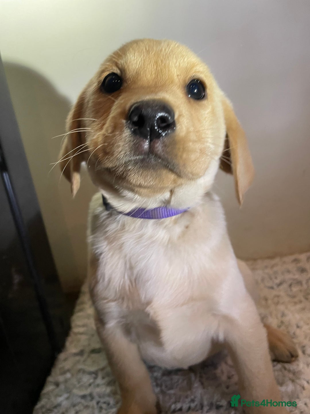 Labrador Retriever dogs for sale: Reduced to 1200 Ready to go now   - Advert 28