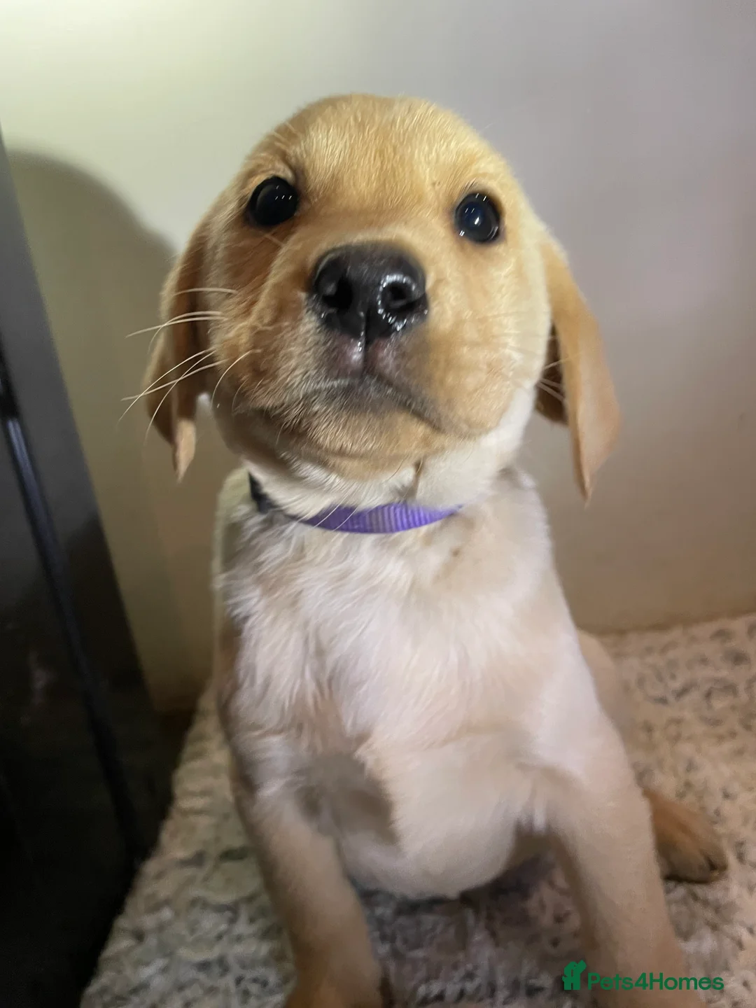 Labrador Retriever dogs for sale: All Reduced to £850 Ready to go now only 1 left - Advert 28