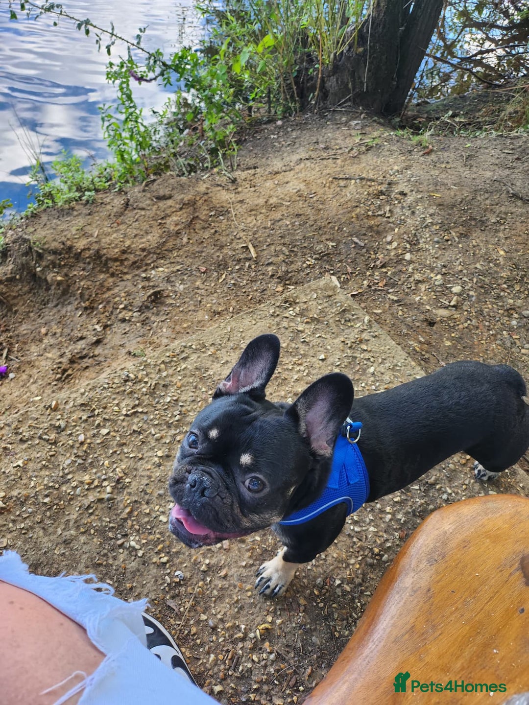 French Bulldog dogs for stud: French bull dog ready for stud - Advert 2