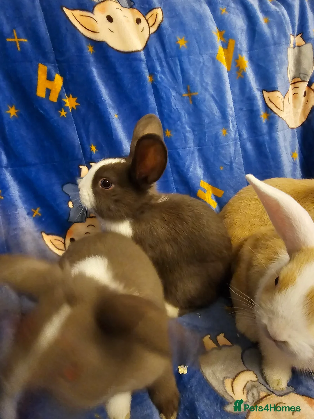 Mixed Breed rabbits for sale: 3 baby bunnies ready for their forever home - Advert 18