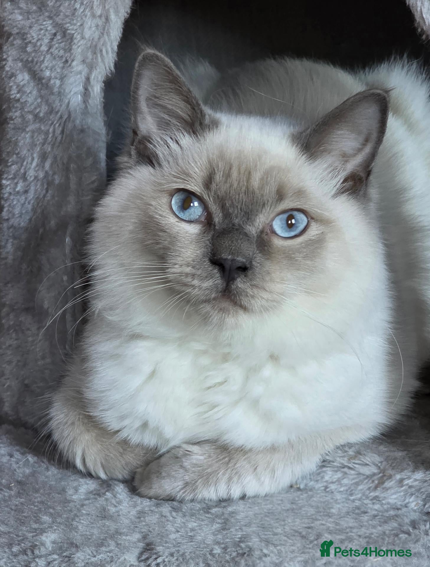 Ragdoll cats Ragdolls, Full vaccinations, Microchip, Insured.  - Advert 1
