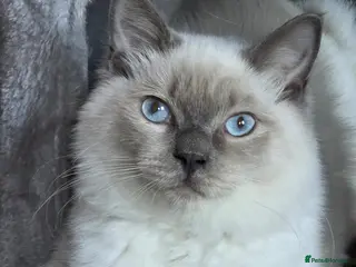 Ragdoll cats Ragdolls, Full vaccinations, Microchip, Insured. - Advert 1
