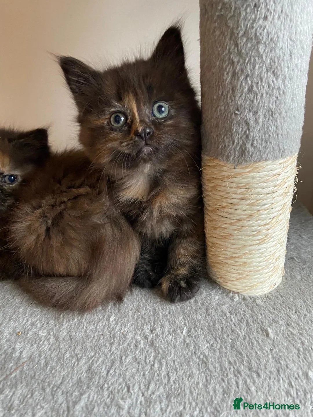 Mixed Breed cats for sale: Half-Ragdoll Kittens for Sale ❤️ - Advert 5
