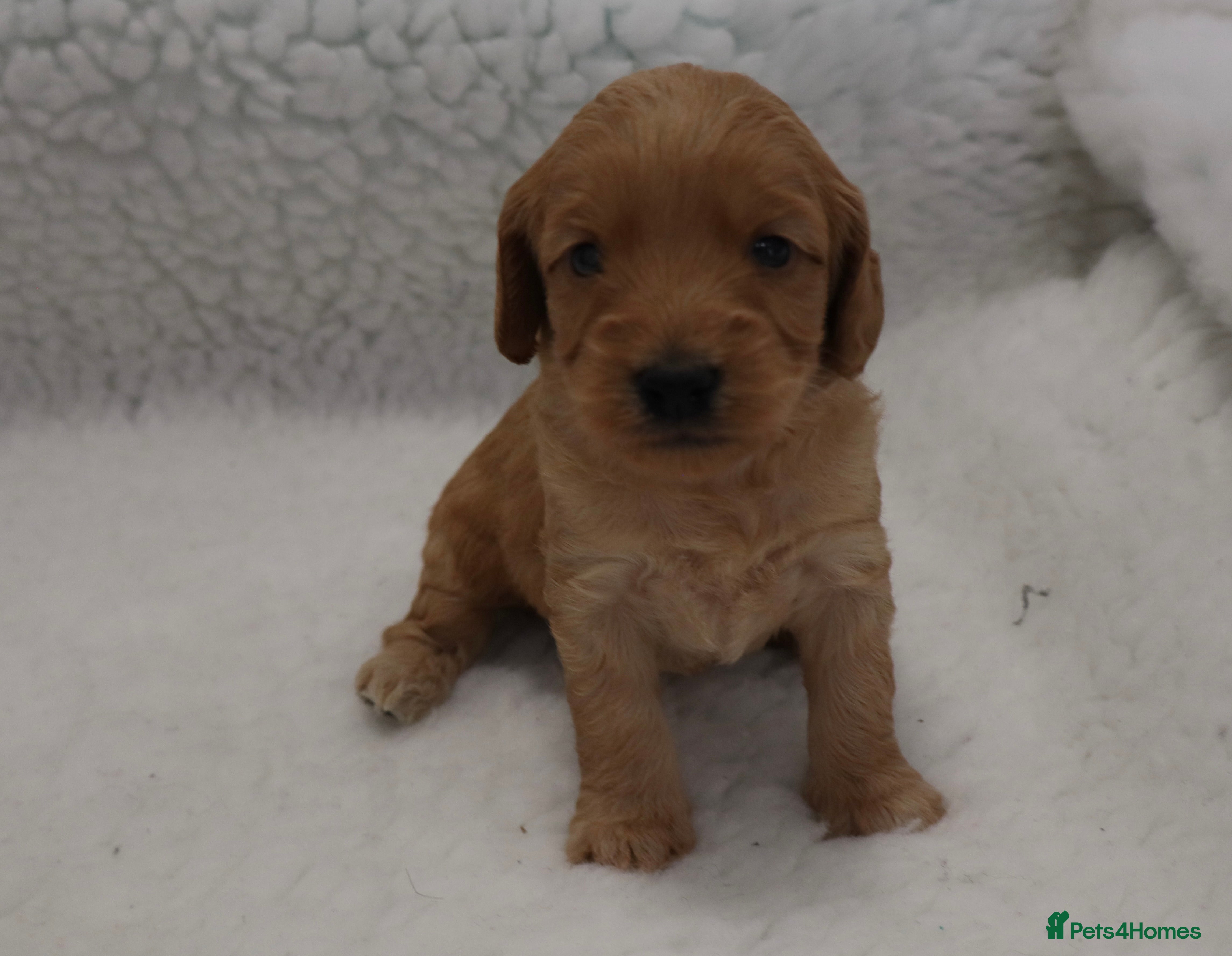 Cockapoo dogs WATCH LIVE! ELITE COCKAPOOS 5* LICENSED BREEDER  - Advert 2