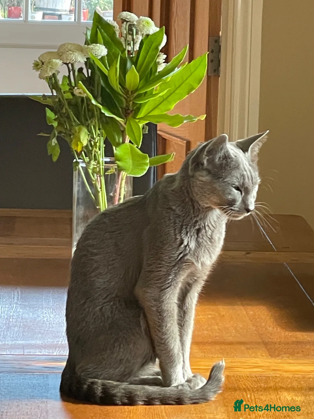 Russian Blue cats for sale: 5 Beautiful Russian Blue Kittens in Swindon - Advert 1