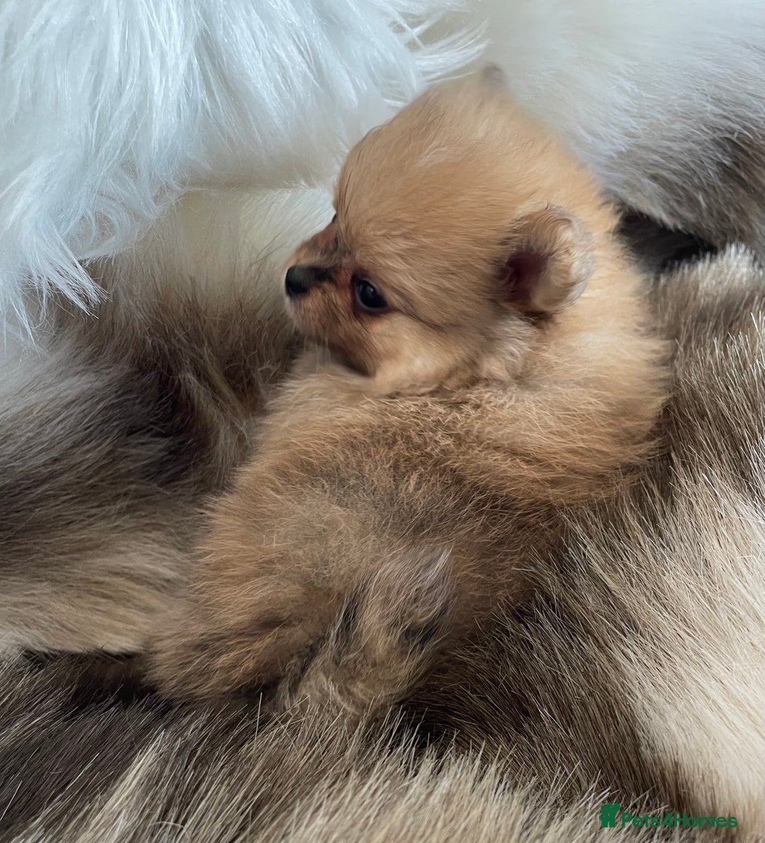 Pomeranian dogs for sale: OUTSTANDING KC POMERANIAN PUPPYS AVAILABLE  - Advert 6
