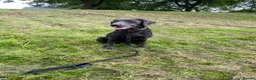 Labrador Retriever dogs for sale: Perfect Health Tested Silvers & Charcoals  - Advert 18