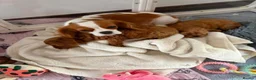 Cavapoo dogs for sale: 2 Beautiful Red Toy Cavapoo Puppies  in London - Advert 4