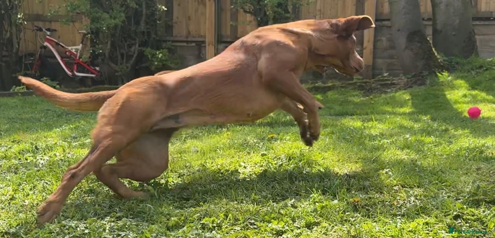 Labrador Retriever dogs THREE 6 YR OLD WORKING LABS. HIP ELBOW DNA PERFECT - Advert 9