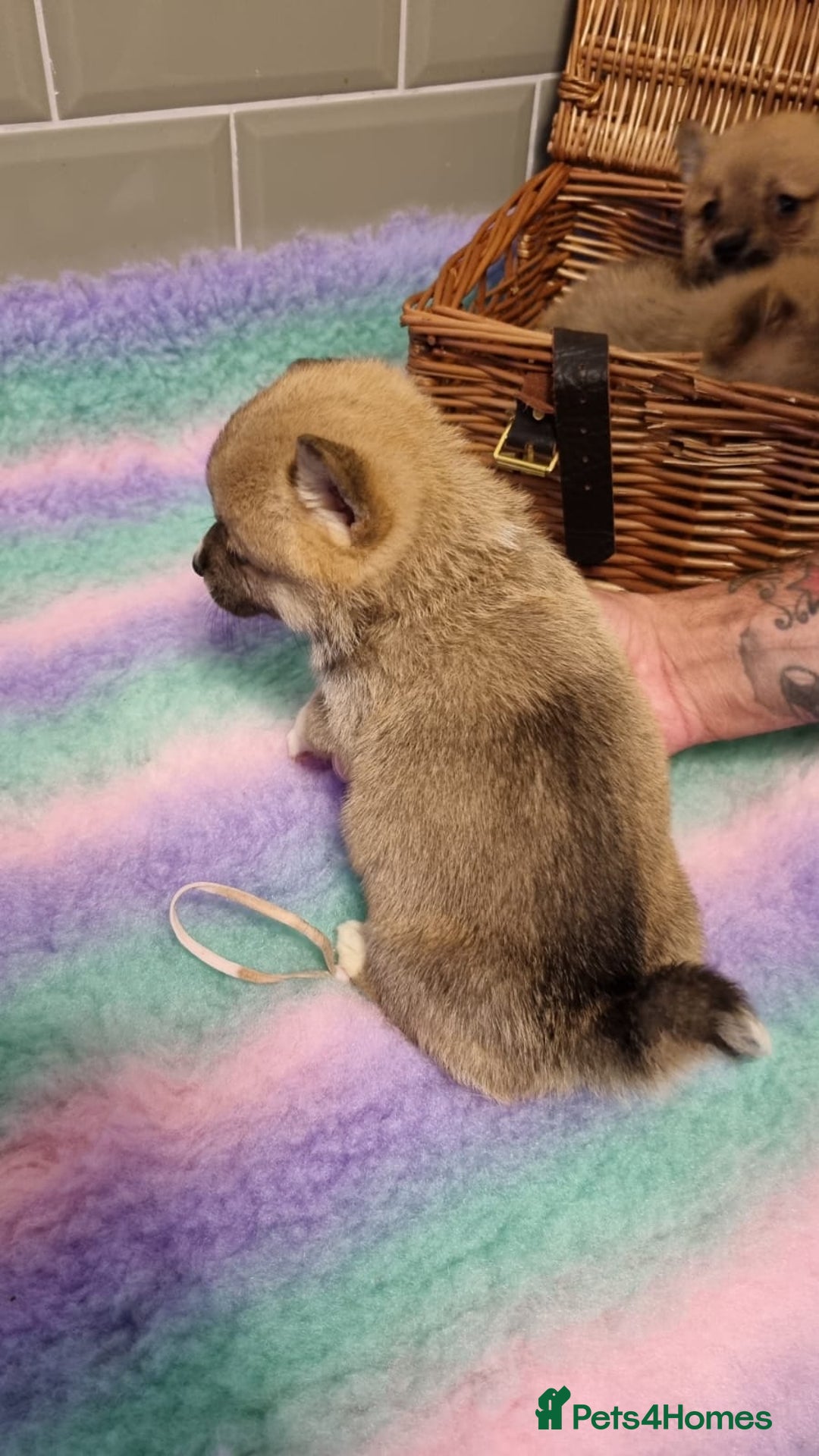 Mixed Breed dogs for sale: Corgi-Inus 💙 Just 1 BOY LEFT - Image 10