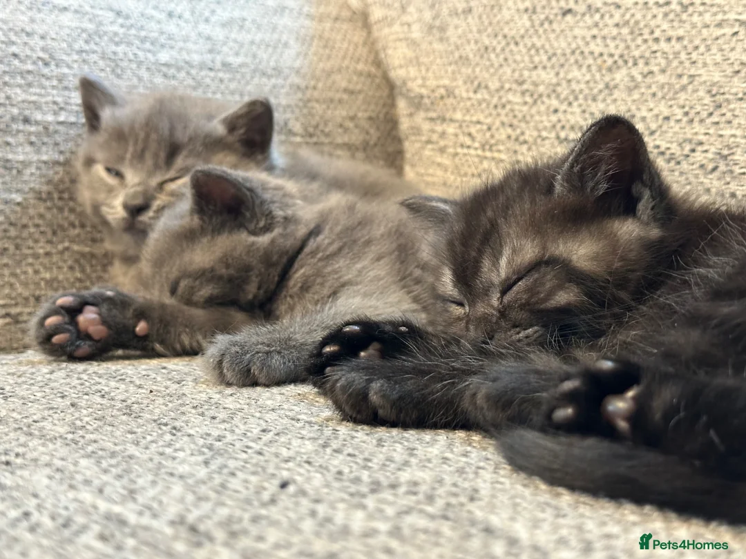 Scottish Fold cats for sale: Scottish straight  in Banbury - Advert 2
