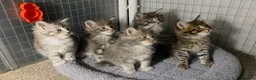 Maine Coon cats for sale: Tica Beautiful Maine Coon Kittens  in Sittingbourne - Advert 34