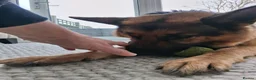 German Shepherd dogs for sale: Indie - Advert 6