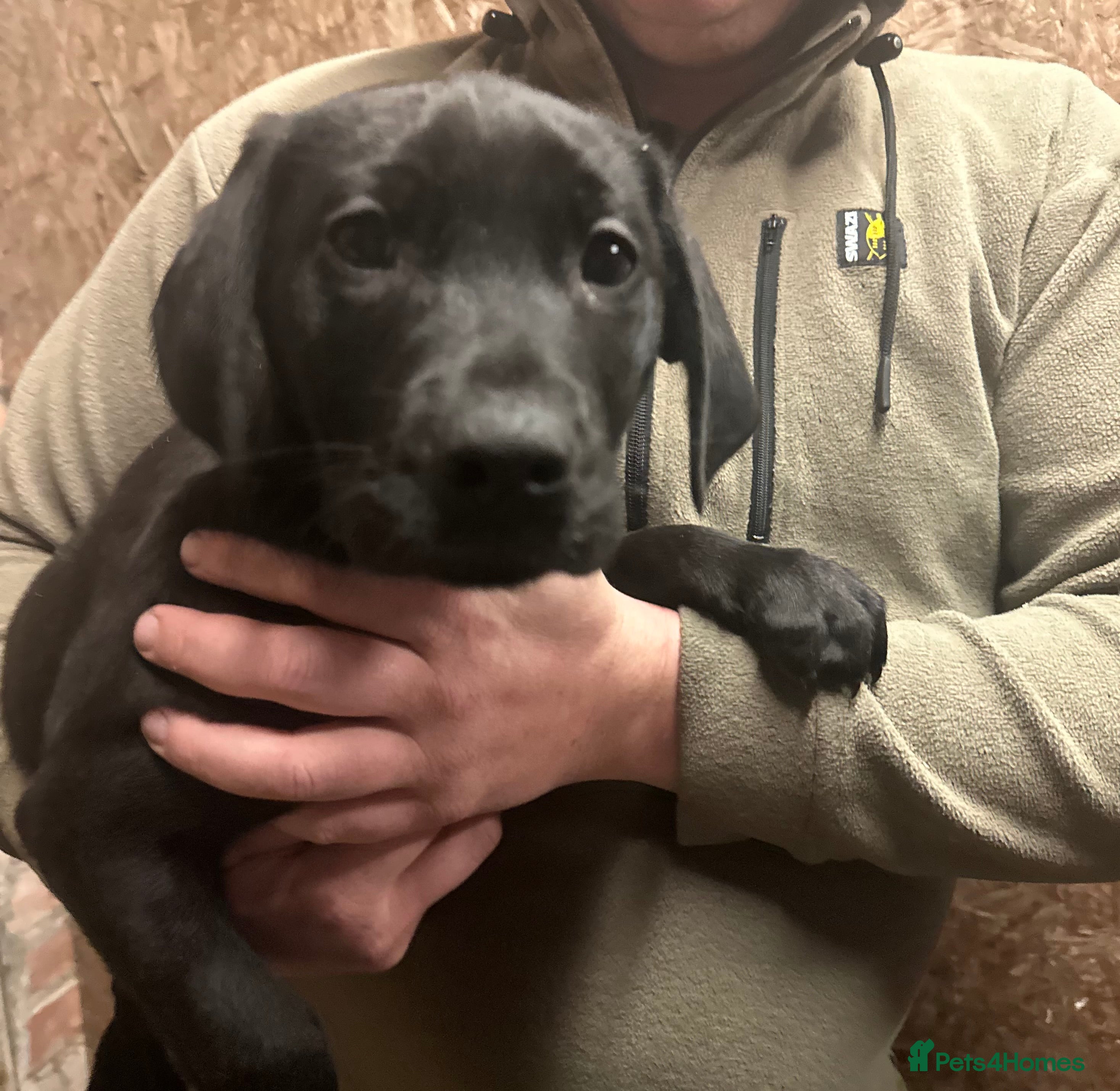 Labrador Retriever dogs Labrador Puppies  - Advert 4