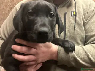 Labrador Retriever dogs Labrador Puppies - Advert 4