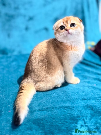 Scottish Fold cats - Advert 3