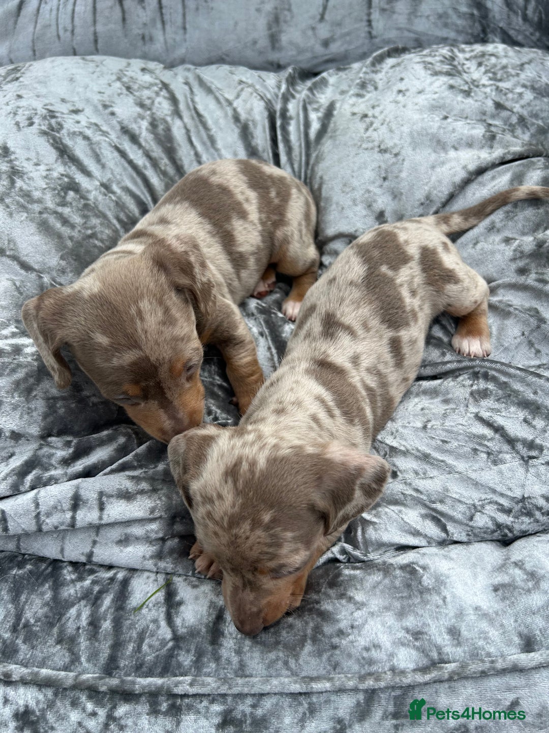 Miniature Dachshund dogs for sale: Ready Today! Miniature Dachshund Puppies  - Image 17