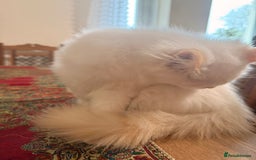 Ragdoll cats for sale: Long-haired Ragdoll Kitten Icy Blue Eyes 💎🐾 - Image 8