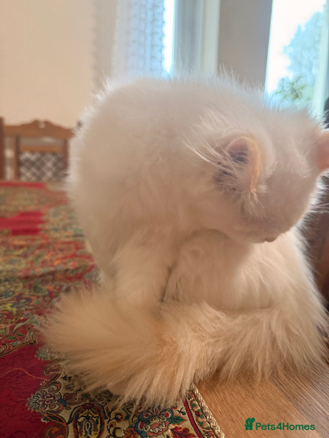 Ragdoll cats for sale: Long-haired Ragdoll Kitten Icy Blue Eyes 💎🐾 - Image 8