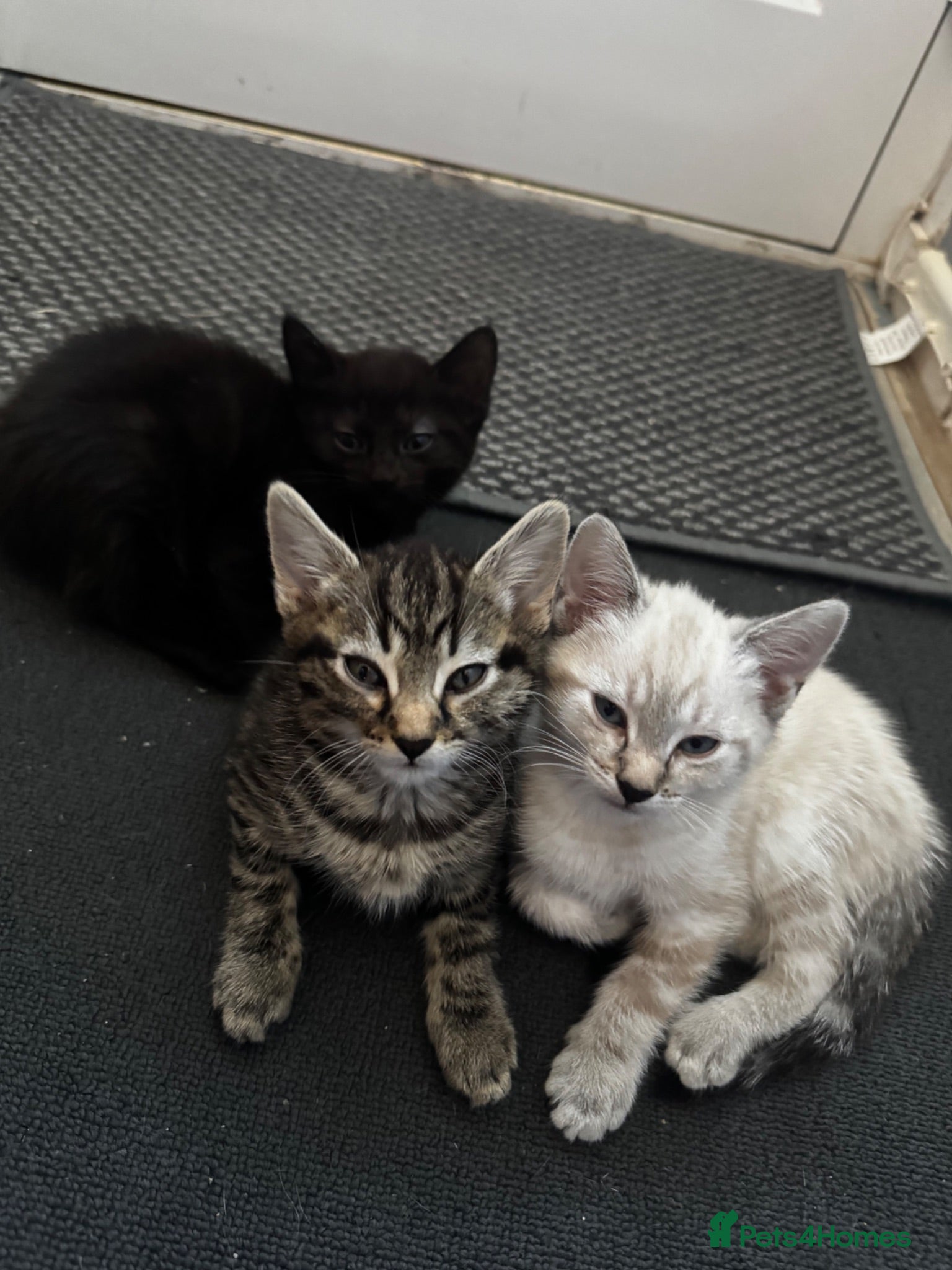 Bengal cats Bengal and tabby kittens - Advert 1