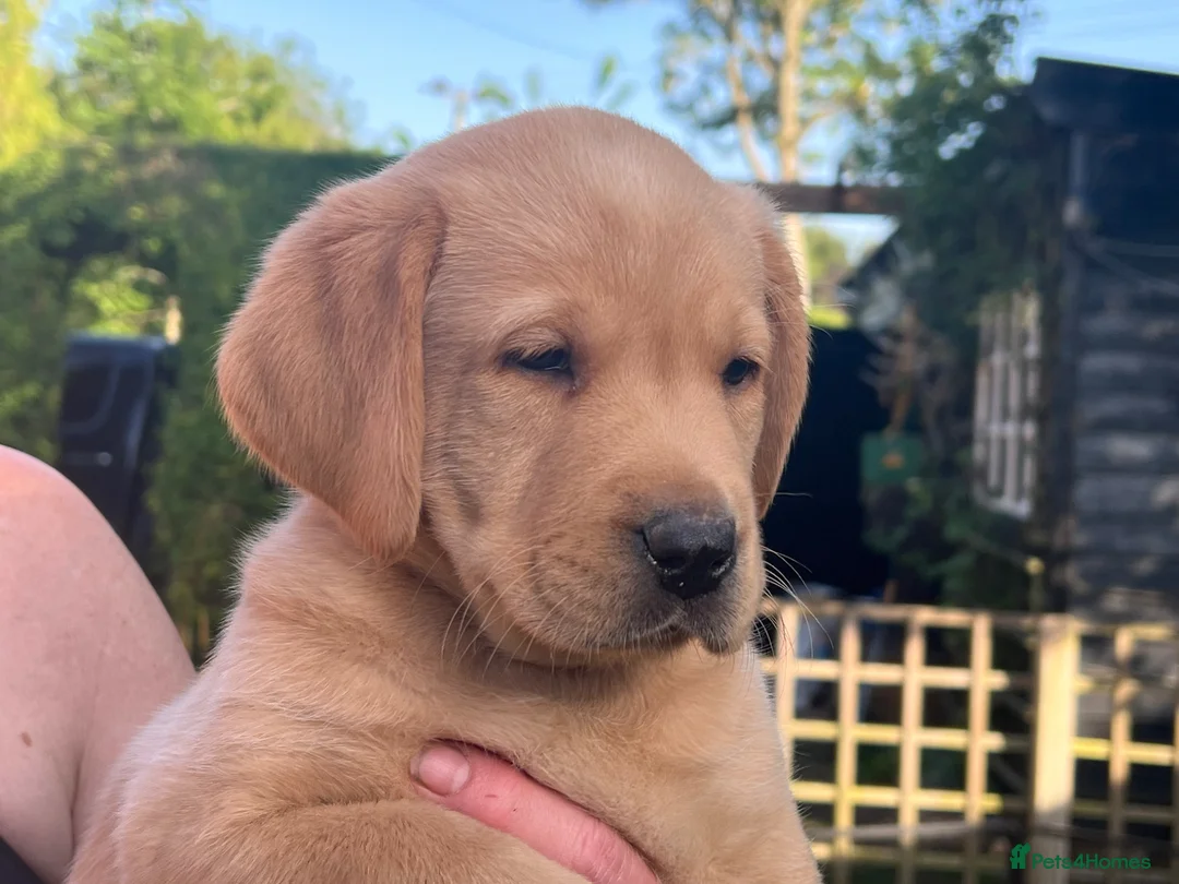 Labrador Retriever dogs for sale: Labrador Puppies For Sale - Advert 1