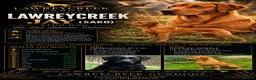 Labrador Retriever dogs for stud: Lawreycreek Jay (Sako) - Advert 1
