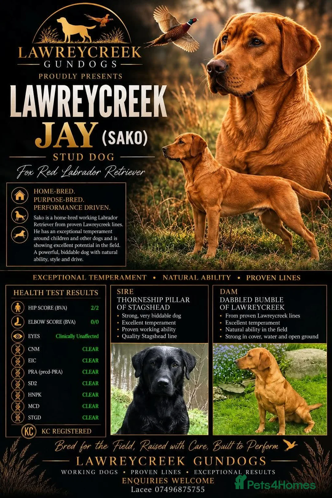 Labrador Retriever dogs for stud: Lawreycreek Jay (Sako) - Advert 1
