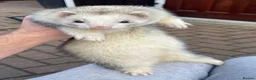 Ferret rodents for sale: 🦦 Adorable Ferret Kits (Pandas, Roans & Sables)🐾 - Advert 11