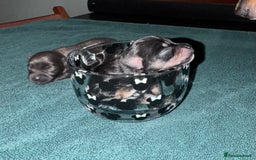 Chihuahua dogs for sale: 2 male 1 female tiny chihuahua  - Image 6