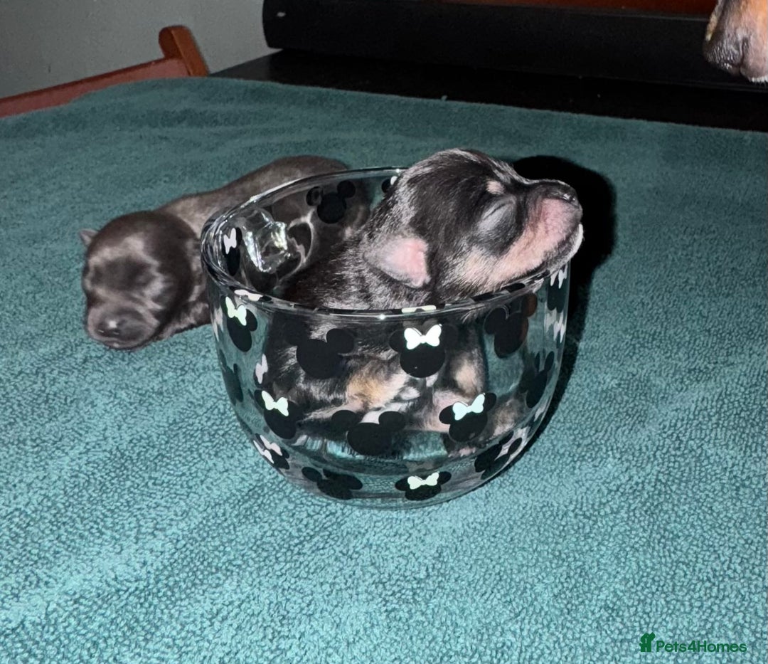 Chihuahua dogs for sale: 2 male 1 female tiny chihuahua  - Image 6