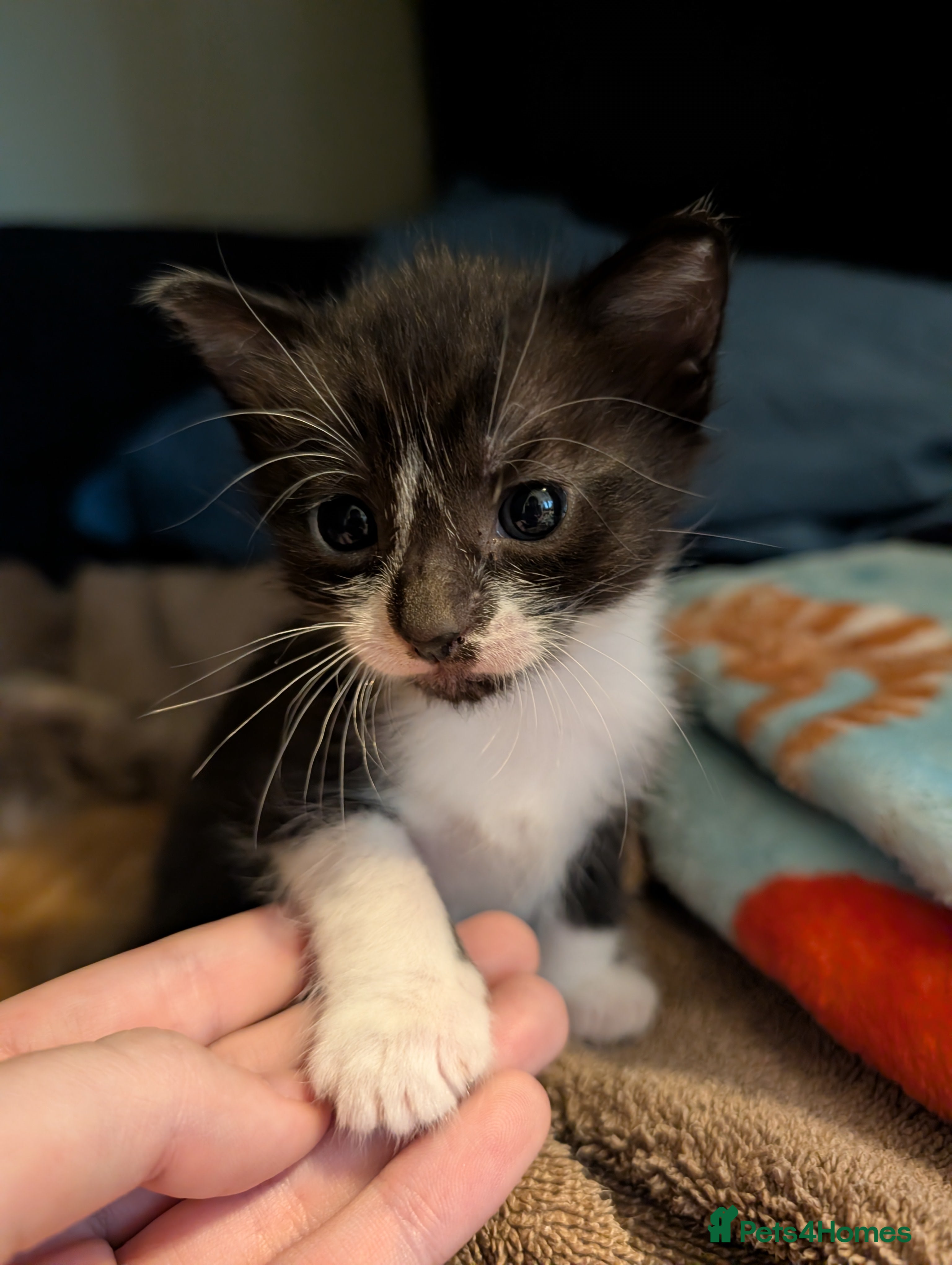 Mixed Breed cats Cuddly Female Kitten - Advert 1