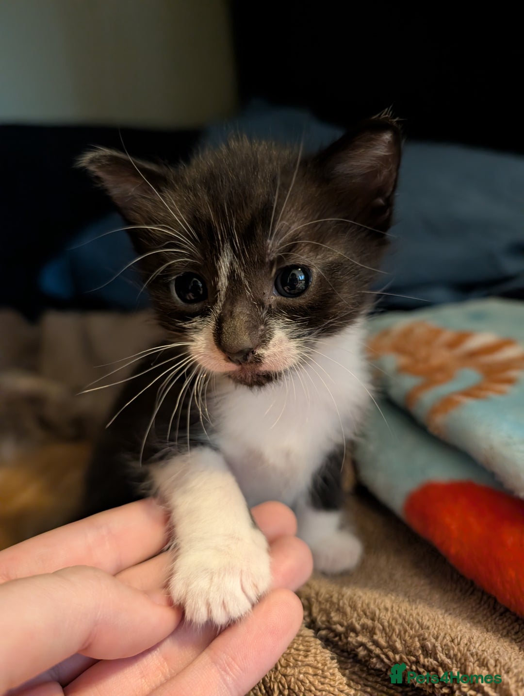 Mixed Breed cats for sale: Cuddly Female Kitten - Advert 1