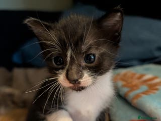 Mixed Breed cats Cuddly Female Kitten - Advert 1