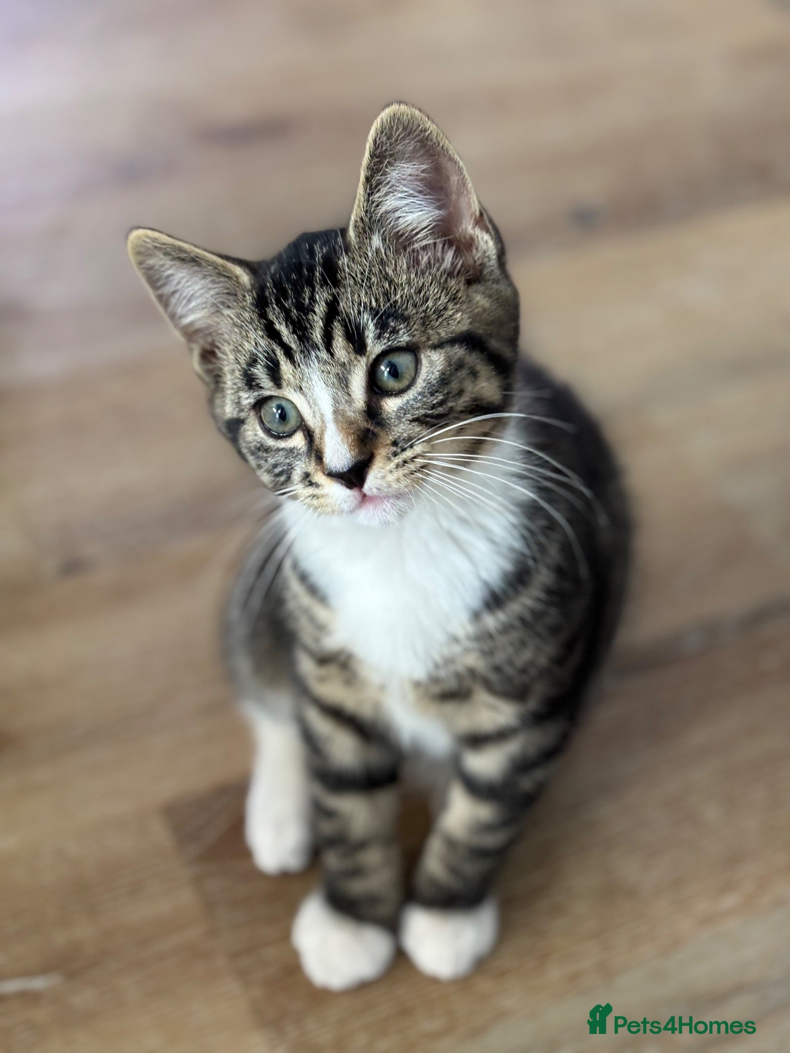 Mixed Breed cats Beautiful tabby kittens  - Advert 1
