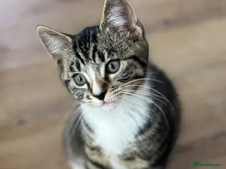 Mixed Breed cats Beautiful tabby kittens - Advert 3