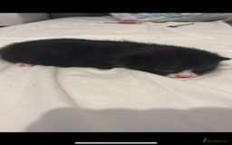 Mixed Breed cats for sale: 4 beautiful kittens for sale, available Halloween - Image 11