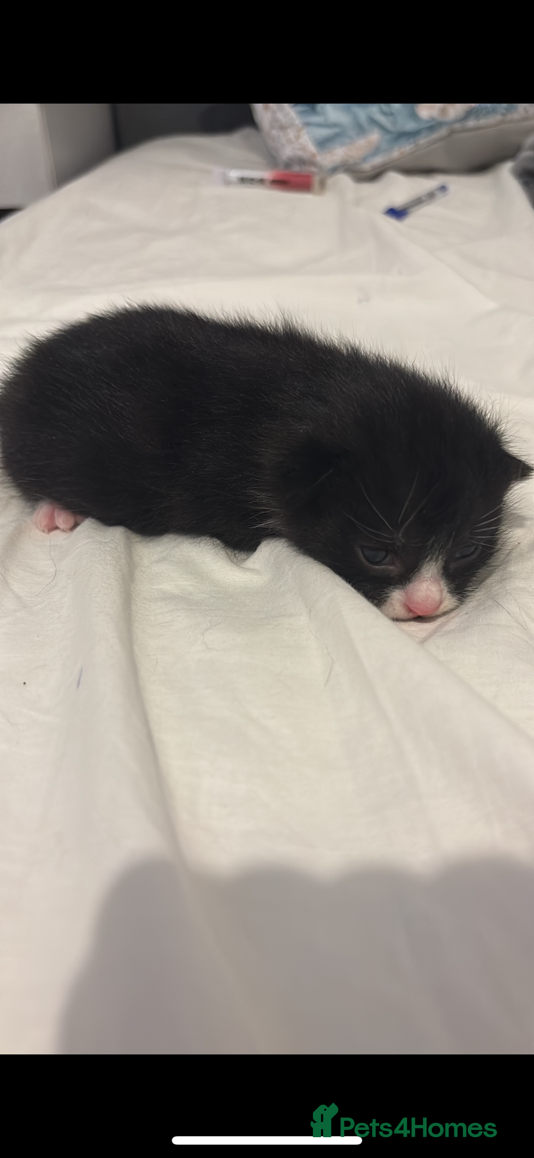 Mixed Breed cats for sale: 4 beautiful kittens for sale, available Halloween - Image 11