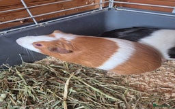 Guinea Pig rodents for sale: X2 guinea pigs for sale  - Image 2