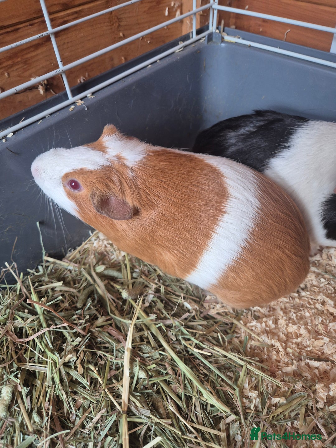 Guinea Pig rodents for sale: X2 guinea pigs for sale  - Image 2