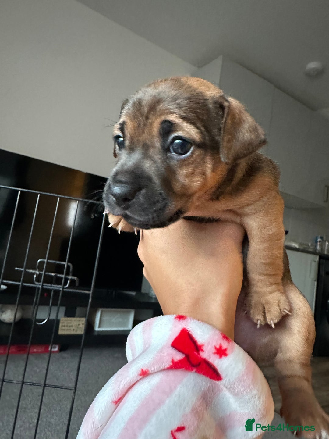 Jack Russell dogs for sale: Beautiful Jack Russell Puppies  - Image 17