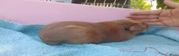 Guinea Pig rodents for sale: Baby guinea pigs - Advert 6
